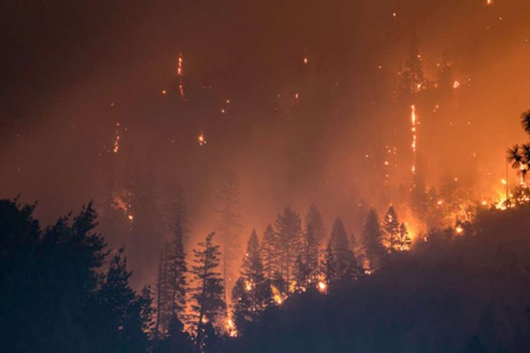 Kerlink and NetOP Technology Partner on IoT-Based Wildfire Prevention System